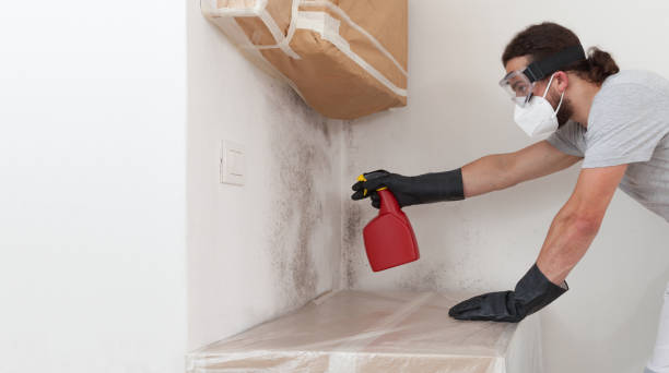 Professional Attic Mold Remediation technician working in Woodville, FL