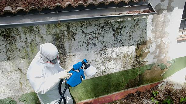 Top rated local Attic Mold Remediation specialists in Woodville, FL